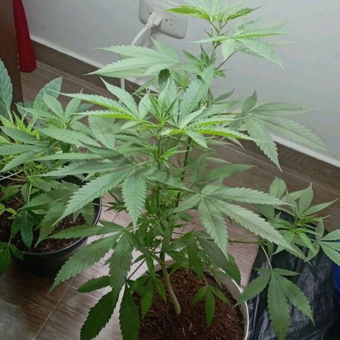Cripy growlog timeline photo