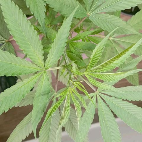 Cripy growlog timeline photo