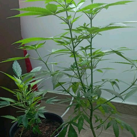 Cripy growlog timeline photo