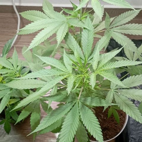 Cripy growlog timeline photo