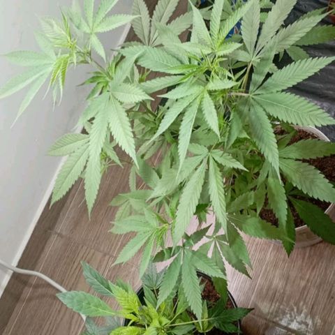 Cripy growlog timeline photo