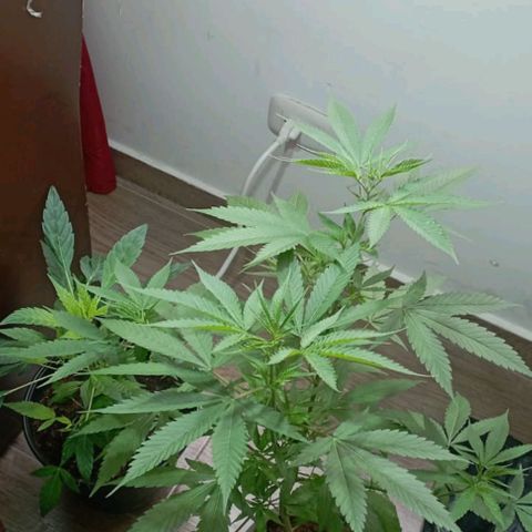 Cripy growlog timeline photo