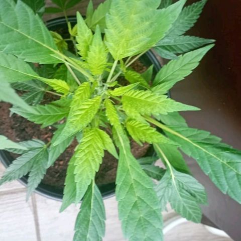 Sherbet growlog timeline photo