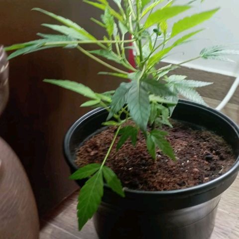 Sherbet growlog timeline photo