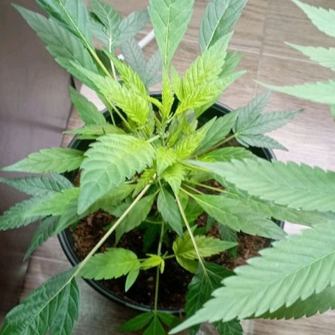 Sherbet growlog timeline photo