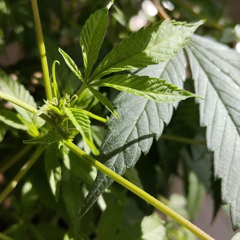 Sherbet growlog timeline photo