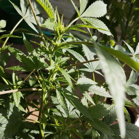 Sherbet growlog timeline photo