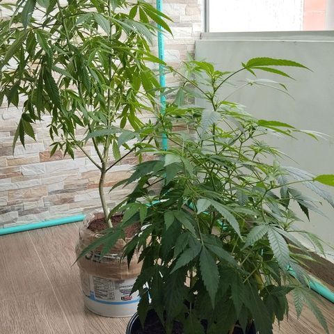 Sherbet growlog timeline photo