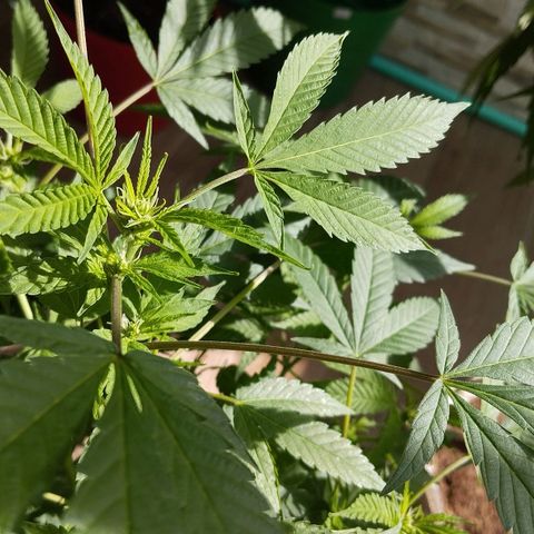 Sherbet growlog timeline photo