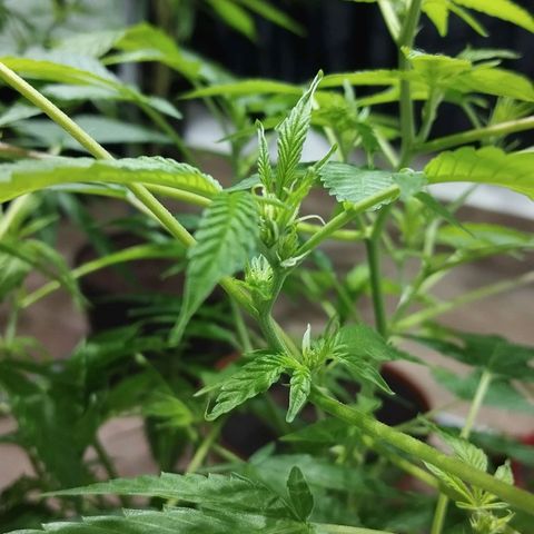 Sherbet growlog timeline photo