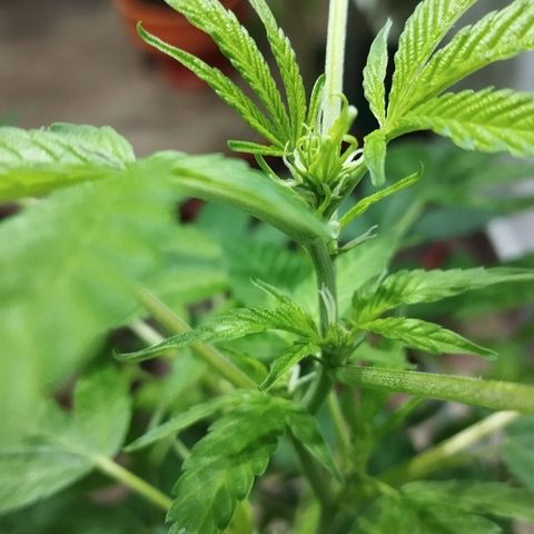 Sherbet growlog timeline photo