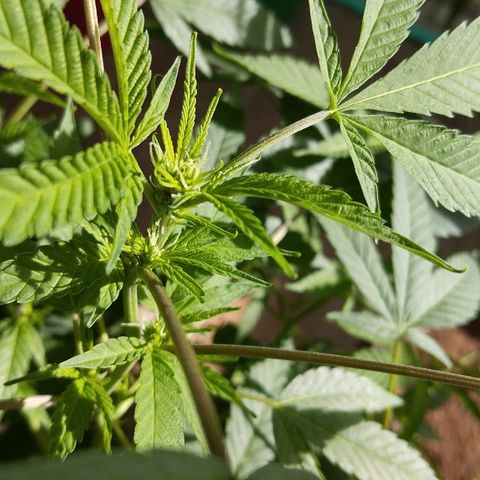 Sherbet growlog timeline photo