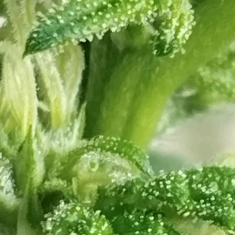 Sherbet growlog timeline photo