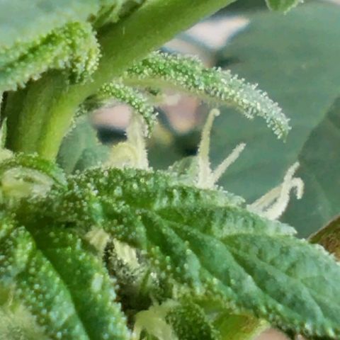 Sherbet growlog timeline photo