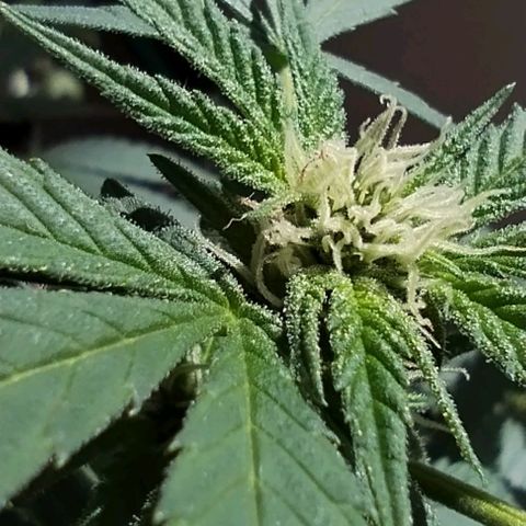 Sherbet growlog timeline photo
