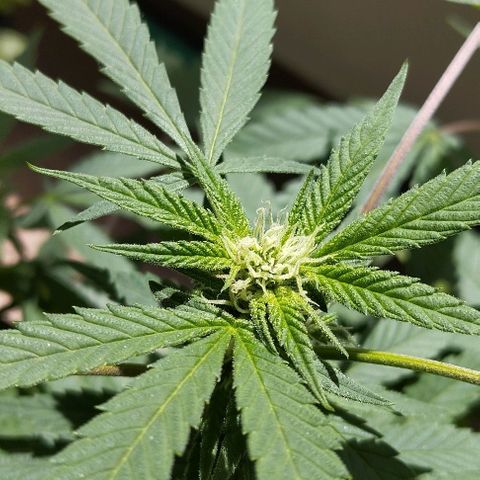 Sherbet growlog timeline photo