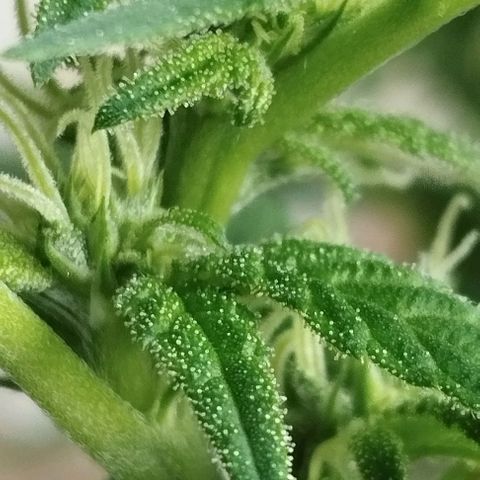 Sherbet growlog timeline photo