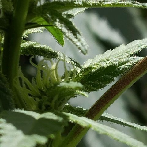 Sherbet growlog timeline photo