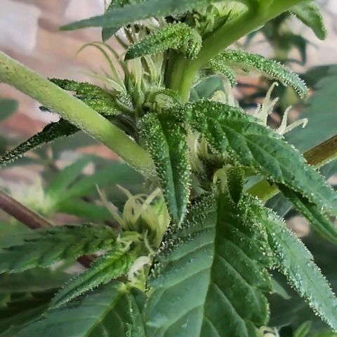 Sherbet growlog timeline photo