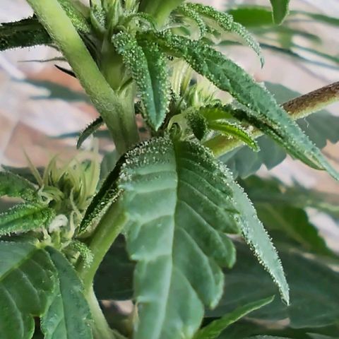Sherbet growlog timeline photo
