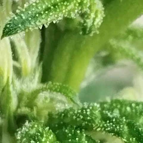 Sherbet growlog timeline photo