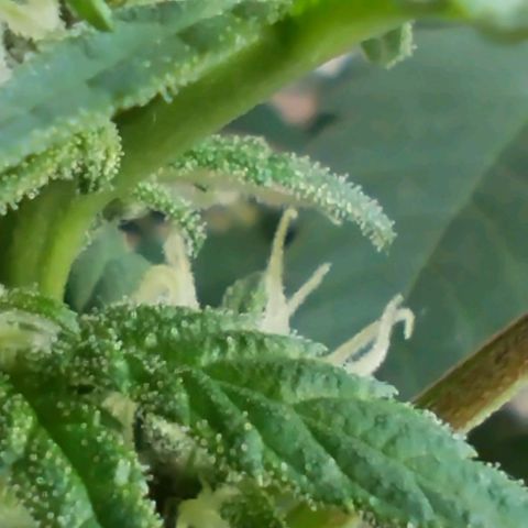 Sherbet growlog timeline photo