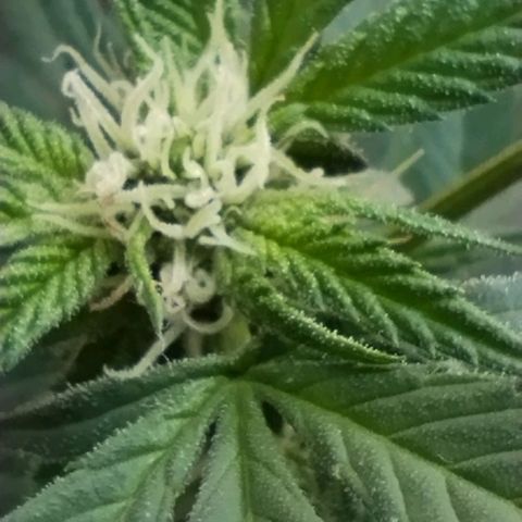 Sherbet growlog timeline photo