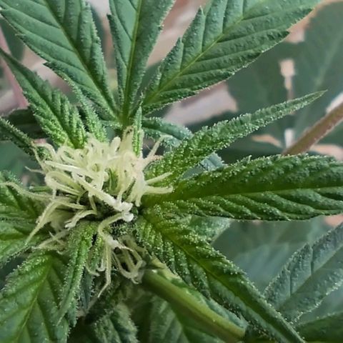 Sherbet growlog timeline photo