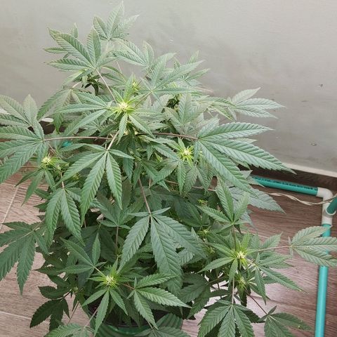 Sherbet growlog timeline photo