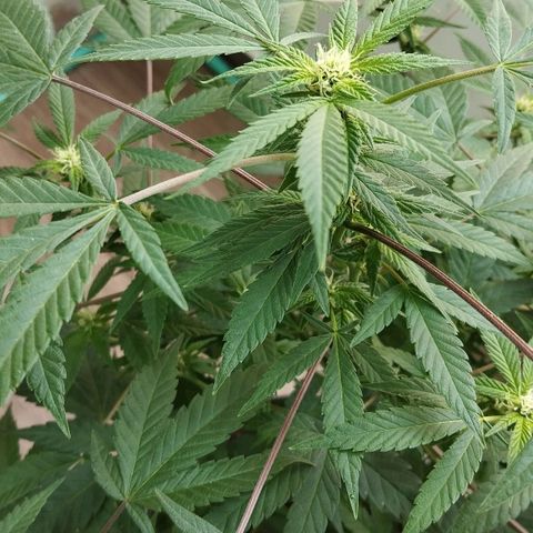 Sherbet growlog timeline photo