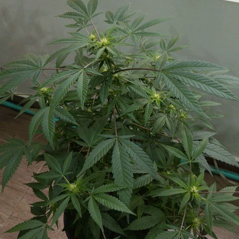 Sherbet growlog timeline photo