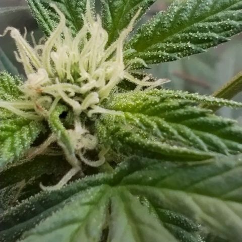 Sherbet growlog timeline photo