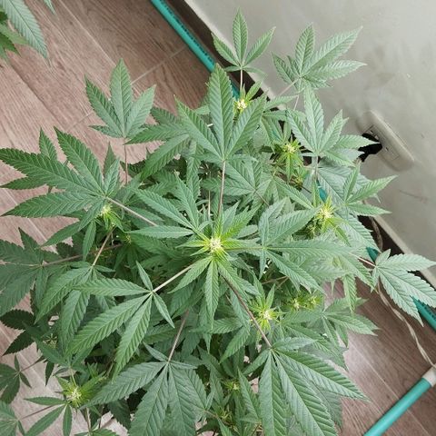 Sherbet growlog timeline photo