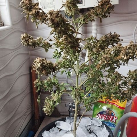 Sherbet growlog timeline photo