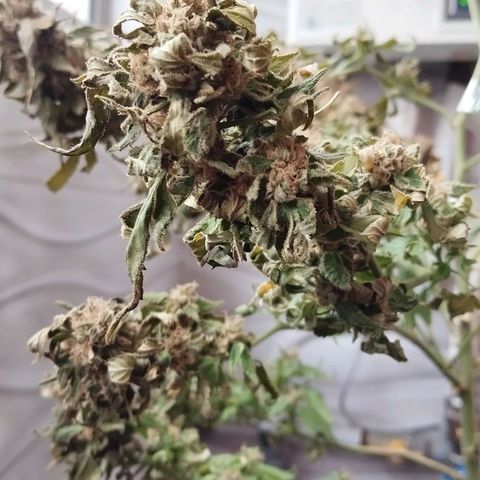 Sherbet growlog timeline photo