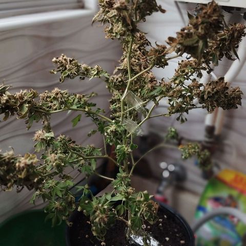 Sherbet growlog timeline photo