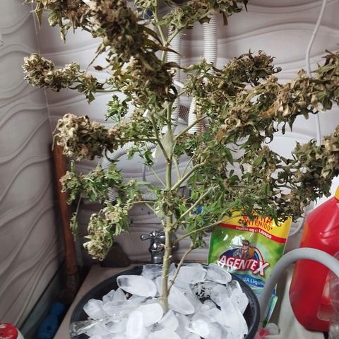 Sherbet growlog timeline photo