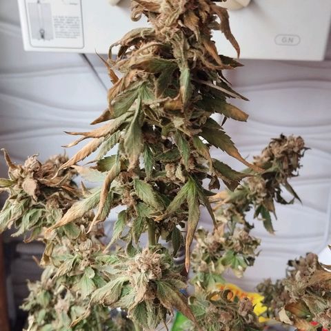 Sherbet growlog timeline photo