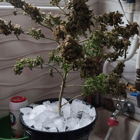 Sherbet growlog timeline photo