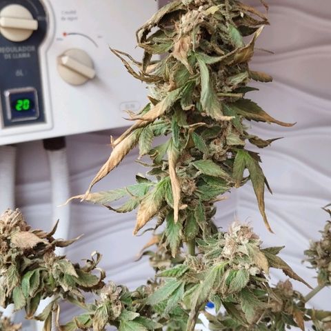 Sherbet growlog timeline photo