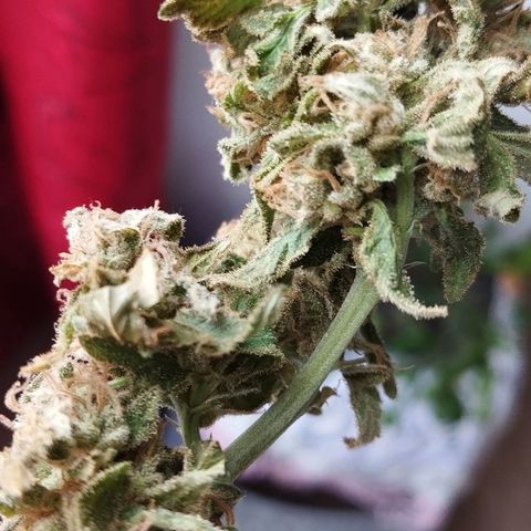 Sherbet growlog photo: Cosechada el 29 de octubre 52 gramos aprox 