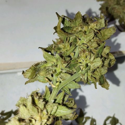 Sherbet growlog photo: Cosechada el 29 de octubre 52 gramos aprox 