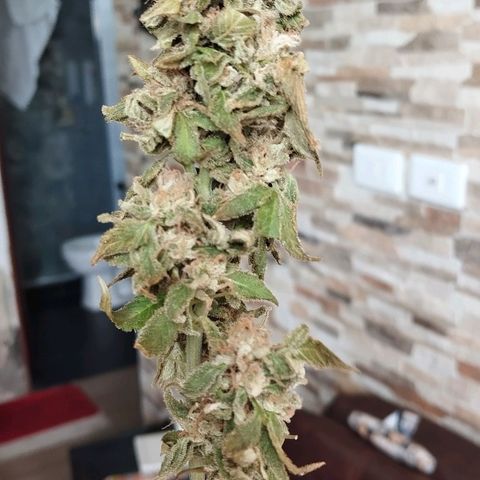 Sherbet growlog photo: Cosechada el 29 de octubre 52 gramos aprox 