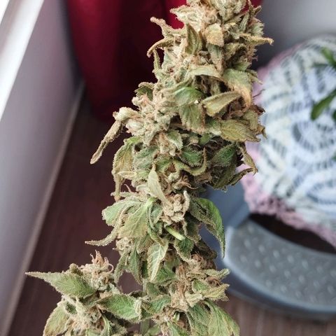 Sherbet growlog photo: Cosechada el 29 de octubre 52 gramos aprox 