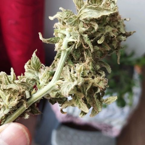 Sherbet growlog photo: Cosechada el 29 de octubre 52 gramos aprox 