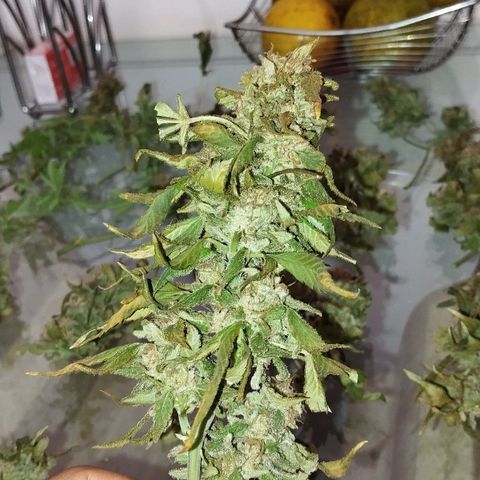 Sherbet growlog photo: Cosechada el 29 de octubre 52 gramos aprox 
