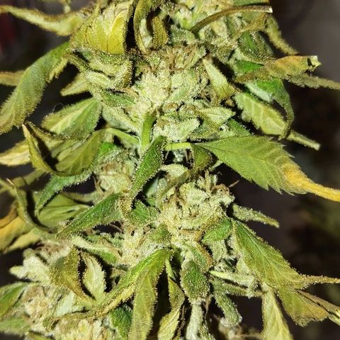 Sherbet growlog photo: Cosechada el 29 de octubre 52 gramos aprox 