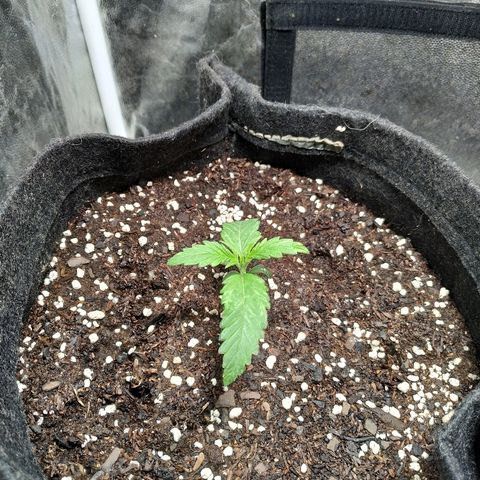 Gorilla Glue Auto growlog timeline photo