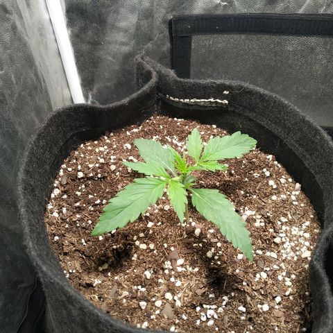 Gorilla Glue Auto growlog timeline photo