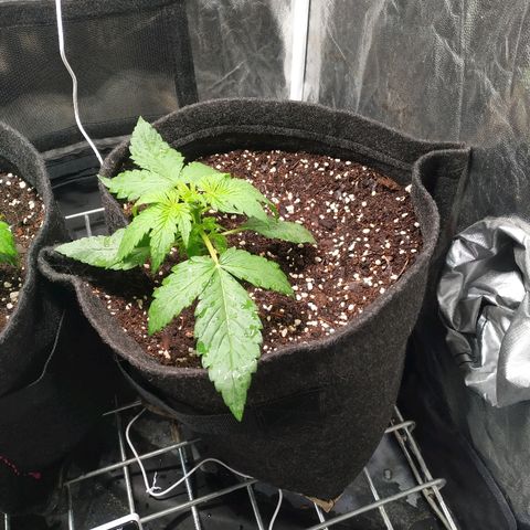 Sour Diesel Auto growlog timeline photo